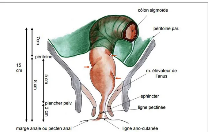 Figure N°3 : coupe sagittale montrant configuration externe du rectum et e canal anal (29) 