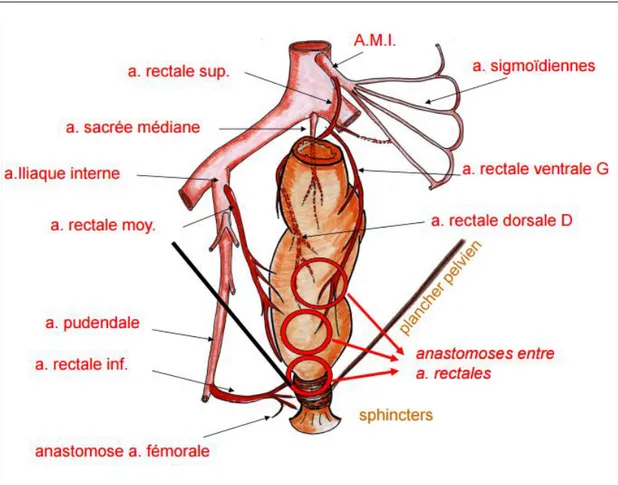 Figure N°8 : coupe sagittale du rectum montrant sa vascularisation arterielle 