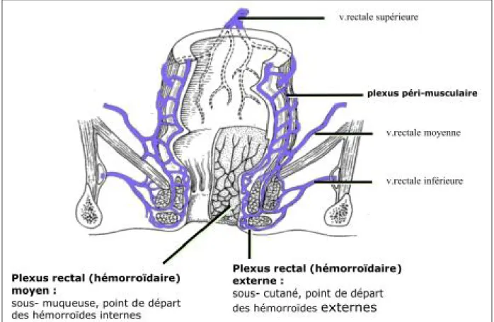 Figure N° 9 :vascularisation veineuse du rectum 