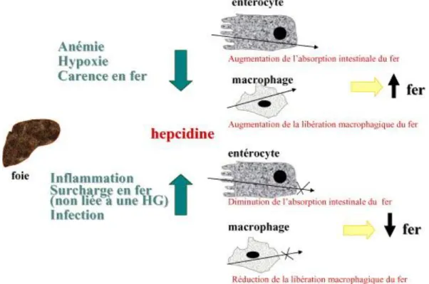 Figure 4 : Relation entre concentration plasmatique en hepcidine et disponibilité en fer  HG : Hémochromatose Génétique