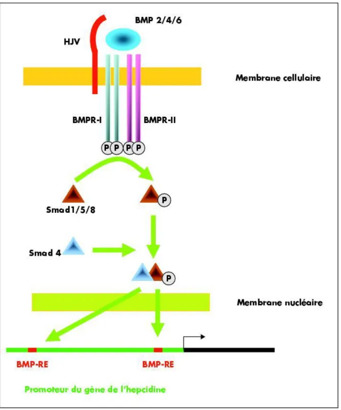 Figure 5 : Schéma positionnant l’hémojuvéline (HJV) dans la voie de transduction  du  signal  lié  aux  BMP  et  induisant  l’expression  de  l’hepcidine  via  les  récepteurs aux BMP (BMPR-I et II), protéines SMAD 1/5/8, et coSMAD  (SMAD  4)
