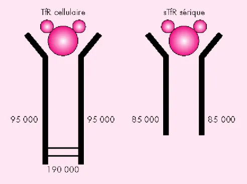 Figure  8:  Représentation  schématique  du  TfR.  La  partie  gauche  représente  le  TfR  cellulaire,  composé  de  deux  monomères  (PM  95  000  chacun)  reliés  par  deux  ponts disulfures, et capable de lier une molécule de transferrine (cercle gris,