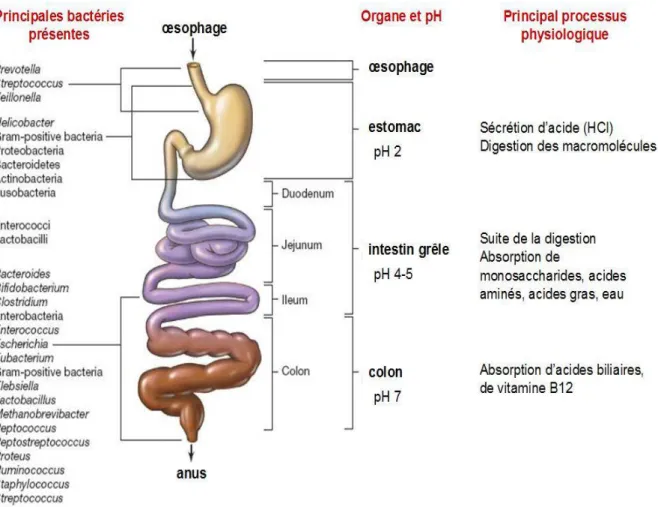 Figure 3: Composition bactérienne du microbiote intestinal [20]. 