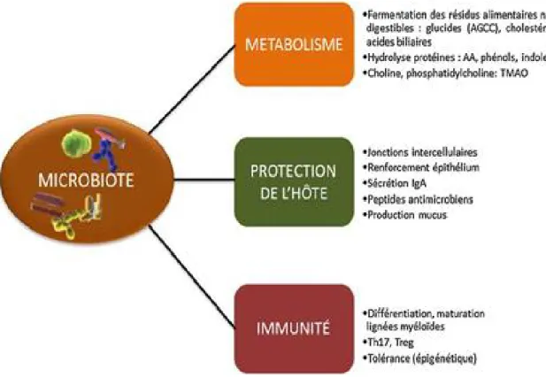Figure 5: Fonctions assurées par notre microbiote intestinal [32]. 