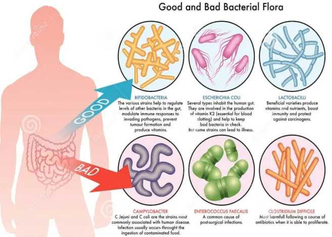 Figure 8: Représentation des bonnes et mauvaises bactéries rencontrées dans notre microbiote  intestinal [40]