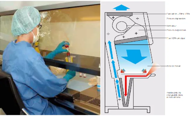 Figure 4 : Préparateur manipulant sous une HFLV 