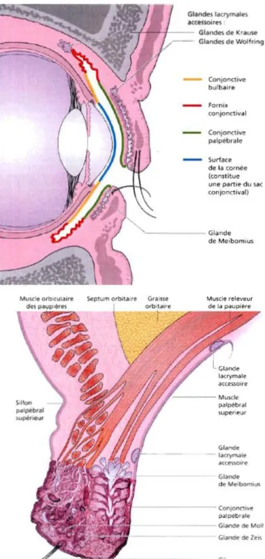 Figure 1: Anatomie de la conjonctive [2] 