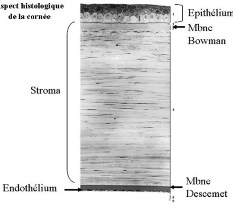 Figure 2: Cornée. 