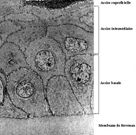 Figure 3: Epithélium cornéen. 