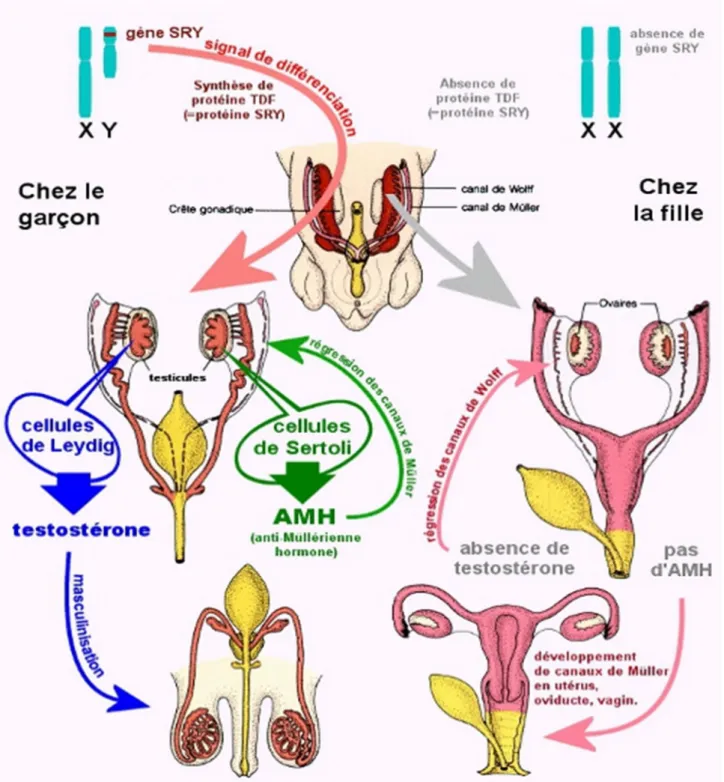 Figure 3 : différenciation des organes génitaux interne au cours de la phase  embryonnaire