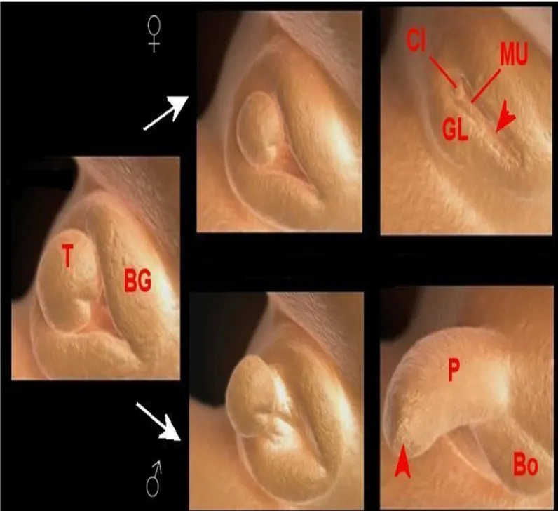Figure 4 : échographie 3D de fœtus humain (9) : 