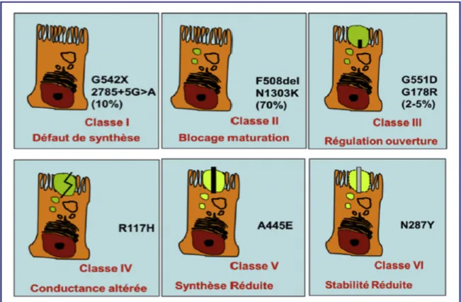 Figure 7. Différentes classes de mutations du gène CFTR. 