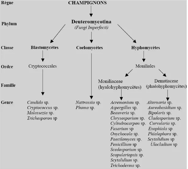Figure 8 : Classification de la division des Deutéromycotina [18] 
