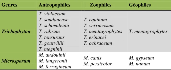 Tableau I : Les principaux dermatophytes responsables des teignes du cuir  chevelu et leurs réservoirs [25-26-27-28] 