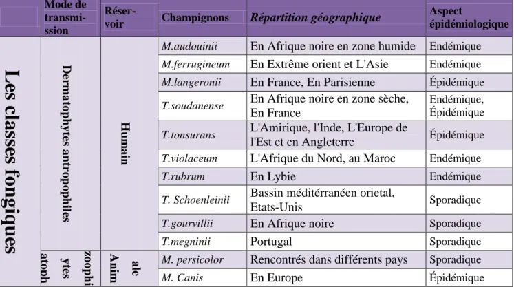 Tableau III : la répartition géographique et l’aspect épidémiologique  des champignons responsables de mycoses du cuir chevelu 
