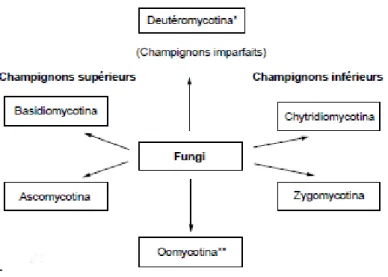 Figure 1 : Classification générale des champignons [13] 
