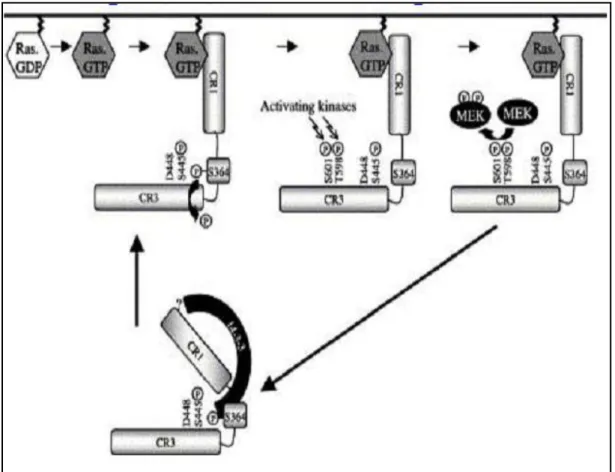 FIGURE B : Modèle de l’activation du gène BRAF 