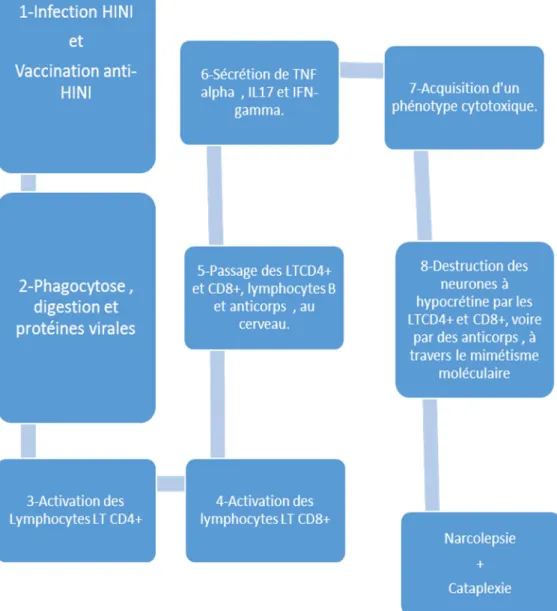 Figure 4: Destruction des neurones à hypocrétines par le système immunitaire après  infection à H1N1 et vaccination anti H1N1(37) 