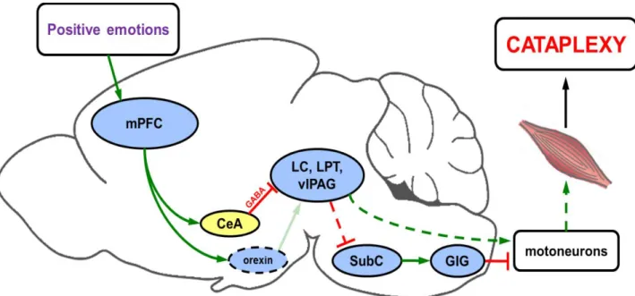 Figure 5: Illustration des mécanismes de la cataplexie (43)  Mpfc : Medial prefrontral cortex= Cortex préfrontal médian 