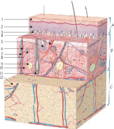 Figure 1 : Structure histologique de la peau [5]. 