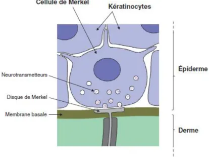 Figure 5 :Cellule de Merkel. Libération de neuromédiateurs vers les axones dont la partie  terminale se présente sous la forme d'un disque aplati .