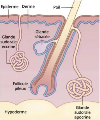 Figure 7 :Schéma des annexes de la peau : glandes sudorales eccrines et apocrines,  follicules pileux et glandes sébacées 