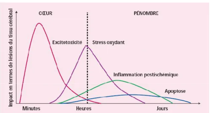 Figure 1 : évolution spatio-temporelle des mécanismes impliqués l’ischémie cérébrale. 
