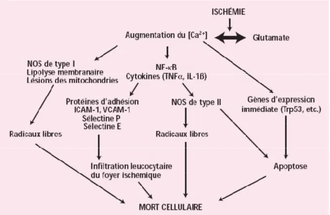 Figure 2 : Calcium et ischémie cérébrale. 