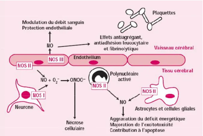 Figure 3 : NO et ischémie cérébrale. 