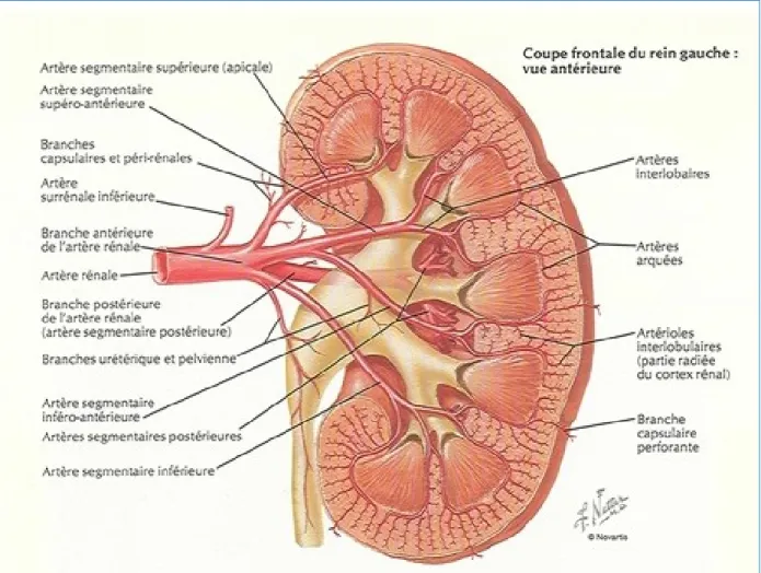 Figure 6 : Artères intra-rénales [24]  