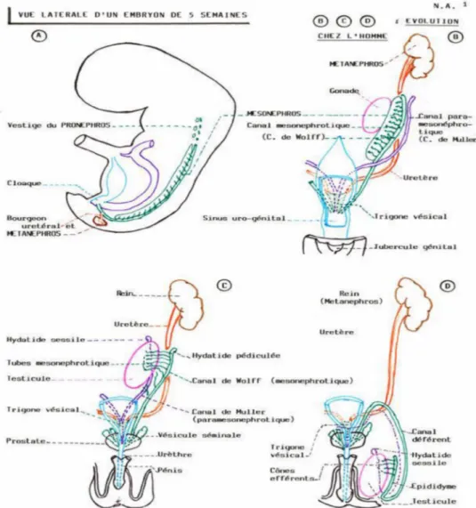 Figure 1 : Embryologie de l‘appareil uro-génital 