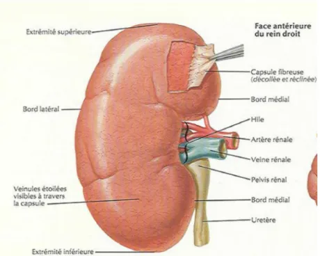 Figure 2 : face antérieure du rein droit [7 ] 