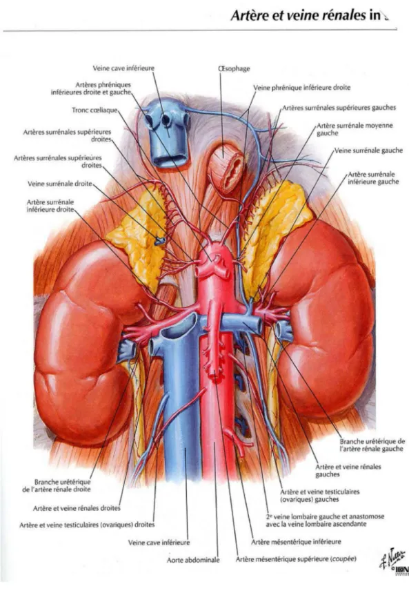 Figure 4 : Vascularisation rénale [7] 