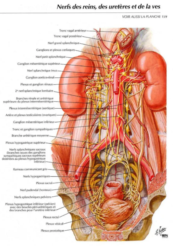 Figure 5 : Innervation des reins et des uretères [7] 