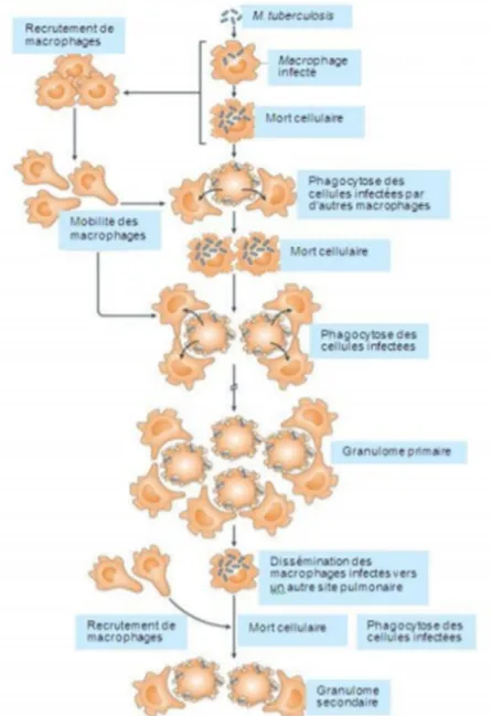 Figure 9 : Formation de la lésion initiale primaire [14]. 