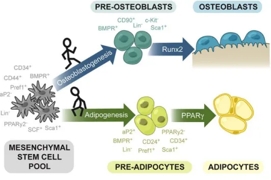 Figure 7 : Représentation schématique du développement des adipocytes   et ostéoblastes, à partir d’une même lignée de cellules souche mésenchymateuses 