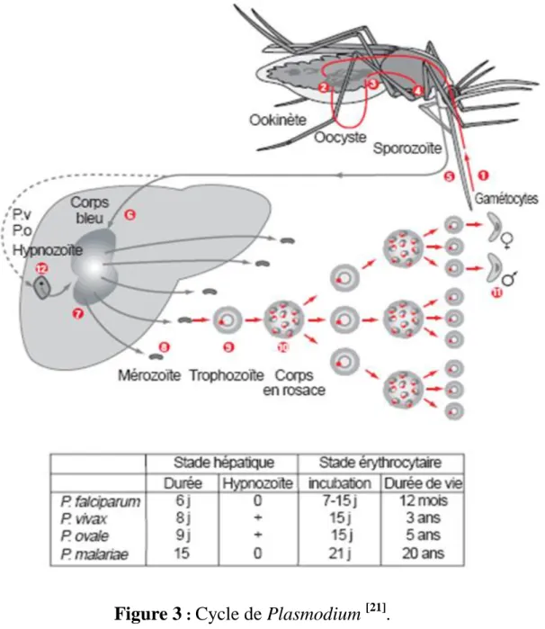 Figure 3  :  Cycle de Plasmodium  [21] .