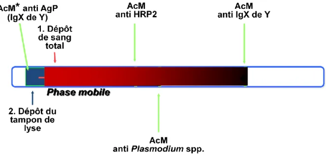 Figure 9: Principe de la capture par immunochromatographie 