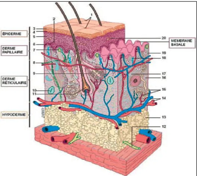 Figure 8 : Histologie de la peau [4] 