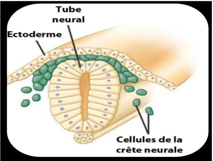 Figure 1 : dessin représentatif de la crête neurale et de ces cellules qui sont à l’origine  des paragangliomes [2]