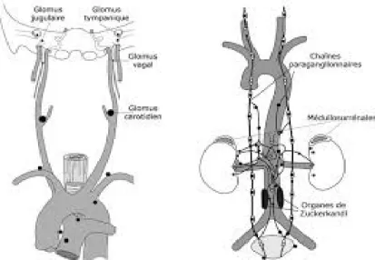 Figure 3: . – Localisations anatomiques des principaux paraganglions. A) Au niveau de  la tête et du cou (système parasympathique) ; B) au niveau du thorax, de l’abdomen et 