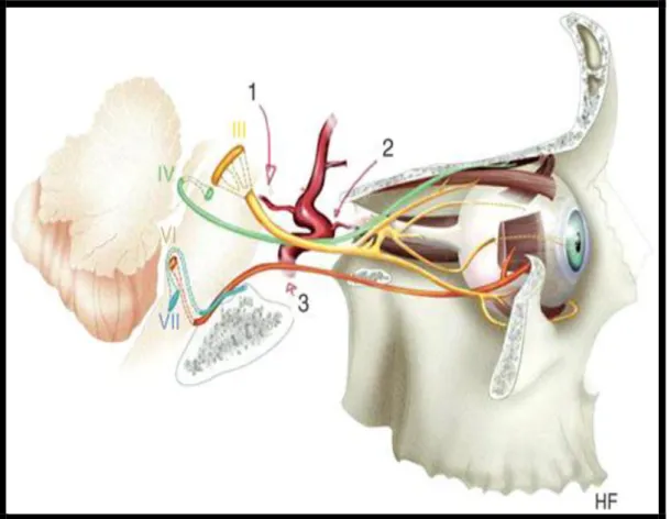 Fig 2 : Trajet schématique des nerfs oculomoteurs (III, IV et VI) depuis le tronc cérébral  jusqu'à l'orbite