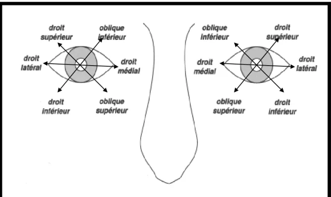 Fig 3: Champs d’action des nerfs oculomoteurs 