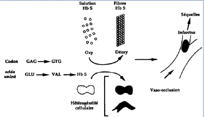 Figure 7: Schéma général de la physiopathologie de la drépanocytose[16] 