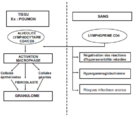 Figure 7 :  Sectorisation lymphocytaire lors de la sarcoidose (26) 