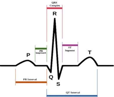 Figure 12 : Schéma d’un cycle cardiaque normal 