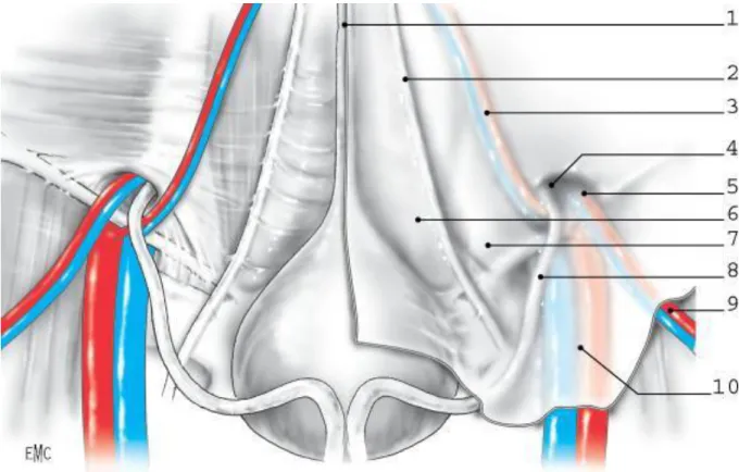 Figure 3 : Ligaments et fossettes péritonéales. 