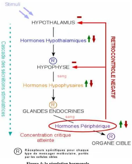 Figure 4: la régulation hormonale 