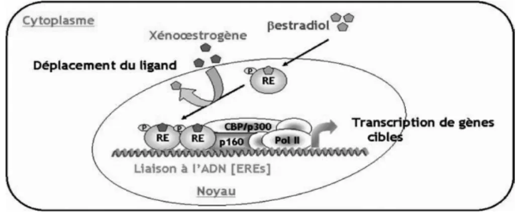 Figure 11 : Activation illégitime du récepteur des œstrogènes [46]  