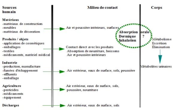 Figure 18: Les consommateurs sont exposés aux phtalates par différentes sources [102] 
